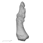 DV16-146 Homo sapiens foot phalanx first proximal right lateral