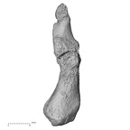 DV16-146 Homo sapiens foot phalanx first proximal right medial