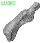DV16-146 Homo sapiens foot phalanx first proximal right ply