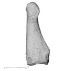 DV16-147 Homo sapiens foot phalanx second proximal right lateral