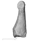 DV16-147 Homo sapiens foot phalanx second proximal right medial