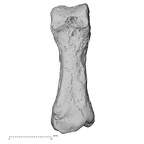 DV16-147 Homo sapiens foot phalanx second proximal right plantar