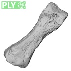 DV16-147 Homo sapiens foot phalanx second proximal right ply
