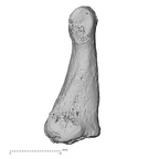 DV16-148 Homo sapiens foot phalanx fourth proximal right medial