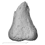 DV16-149 H. sapiens foot phalanx fifth proximal right