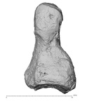 DV16-150 Homo sapiens foot phalanx second middle right lateral