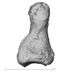 DV16-150 Homo sapiens foot phalanx second middle right medial