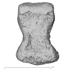 DV16-150 H. sapiens foot phalanx second middle right