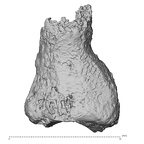 DV16-151 Homo sapiens foot phalanx fourth middle right lateral