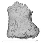 DV16-151 H. sapiens foot phalanx fourth middle right