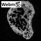 DV16-151 Homo sapiens foot phalanx fourth middle right ct stack movie