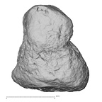 DV16-152 H. sapiens foot phalanx fifth middle right