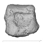 DV16-152 Homo sapiens foot phalanx fifth middle right plantar