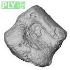 DV16-152 Homo sapiens foot phalanx fifth middle right ply