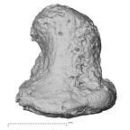 DV16-154 H. sapiens foot phalanx fourth distal right