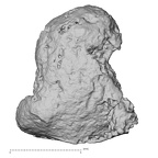 DV16-154 Homo sapiens foot phalanx fourth distal right plantar