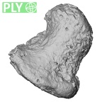 DV16-154 Homo sapiens foot phalanx fourth distal right ply