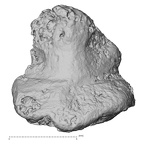 DV16-155 Homo sapiens foot phalanx fifth distal right dorsal