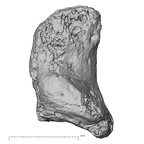 DV16-155 Homo sapiens foot phalanx fifth distal right medial