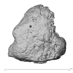 DV16-155 H. sapiens foot phalanx fifth distal right