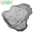 DV16-155 Homo sapiens foot phalanx fifth distal right ply