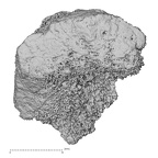 DV39 Homo sapiens navicular right distal