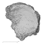 DV39 Homo sapiens navicular right proximal