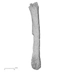 DV44 Homo sapiens metatarsal second left lateral