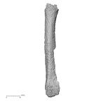 DV44 Homo sapiens metatarsal second left medial