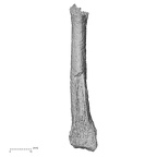 DV44 Homo sapiens metatarsal second left plantar