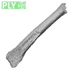 DV44 Homo sapiens metatarsal second left ply