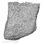 DV46 Homo sapiens intermediate cuneiform left medial