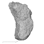 DV46 Homo sapiens intermediate cuneiform left proximal