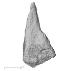 DV47 Homo sapiens metatarsal third right lateral