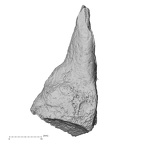 DV47 Homo sapiens metatarsal third right medial