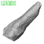 DV47 Homo sapiens metatarsal third right ply