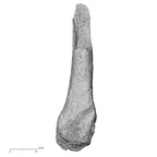 DV49 Homo sapiens metatarsal fifth right medial