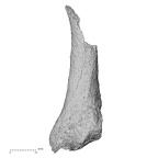 DV49 H. sapiens metatarsal fifth right