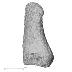 DV52 Homo sapiens foot phalanx first proximal left medial