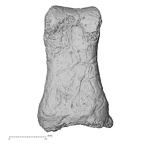 DV52 Homo sapiens foot phalanx first proximal left plantar