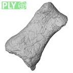 DV52 Homo sapiens foot phalanx first proximal left ply