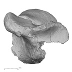 DV54 Homo sapiens calcaneus left anterior