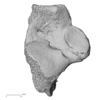 DV54 Homo sapiens calcaneus left dorsal