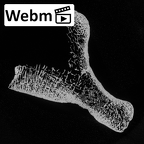 DV54 Homo sapiens calcaneus left ct stack movie