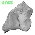 DV54 Homo sapiens calcaneus left ply