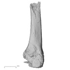 DV63 Homo sapiens metatarsal third left lateral