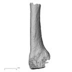 DV63 Homo sapiens metatarsal third left medial