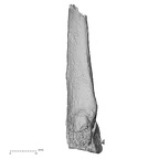 DV63 Homo sapiens metatarsal third left plantar