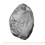 DV-UNKNOWN Homo sapiens pisiform dorsal