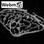 DV-UNKNOWN Homo sapiens pisiform ct stack movie